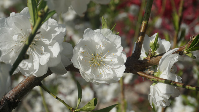 盛开的白樱花