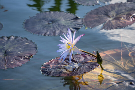 夏季池塘中盛开的睡莲花