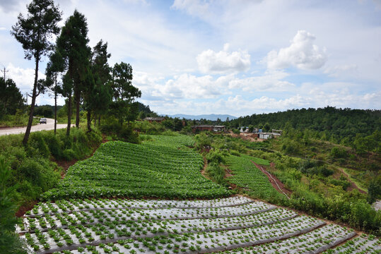 云南山地蔬菜种植