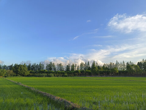 夏日稻田景色美