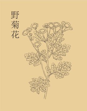 野菊花