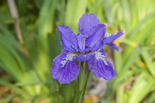 鸢尾花朵花瓣