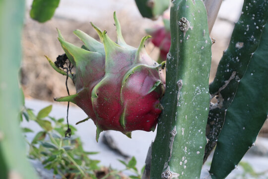 红心火龙果种植结果农业种植