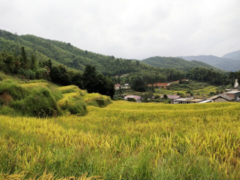 收获景象稻子熟了梯田丰收农村