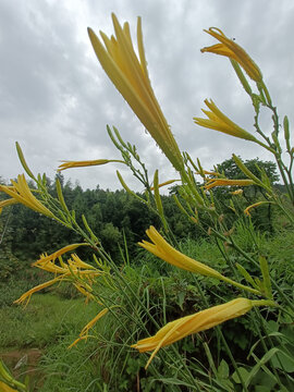 野生黄花菜