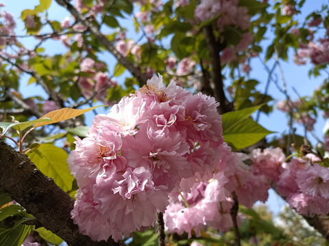 樱花