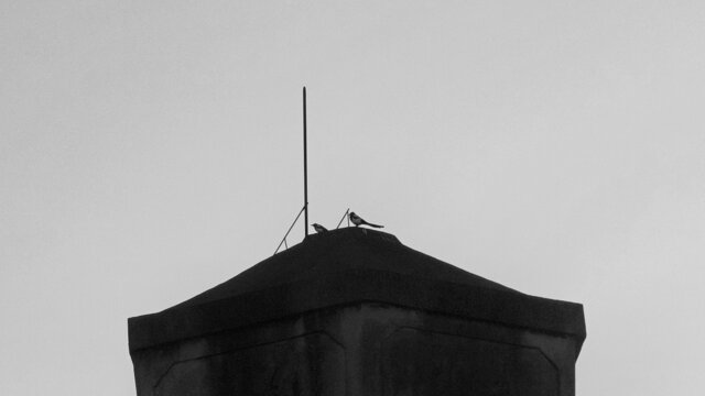 塔顶的的小鸟