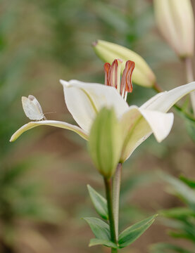 百合花