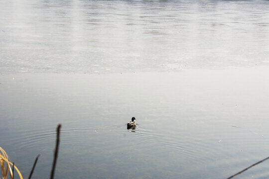 冰湖中一只湖鸭