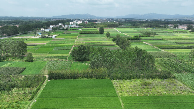 绿色田地