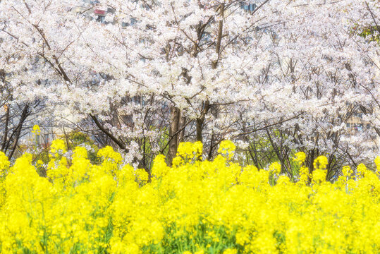 樱花油菜花