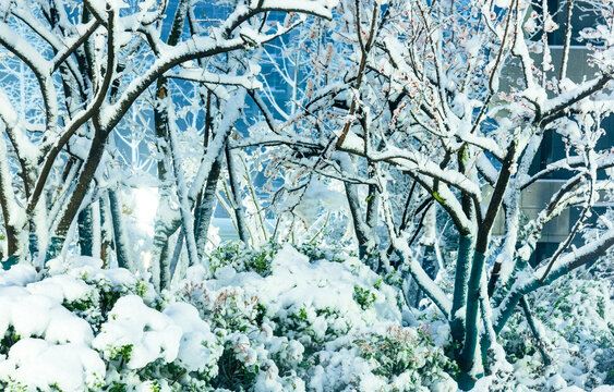 城市冬季雪景