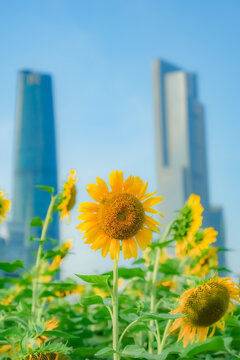 广州市宏城公园向日葵花海