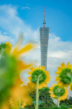 广州市宏城公园向日葵花海