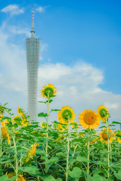 广州市宏城公园向日葵花海