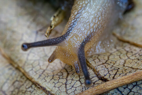 树叶上蜗牛的微距镜头