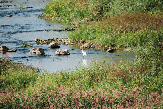 澜沧江边湿地里的白鹭