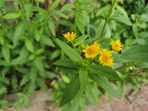 小黄花