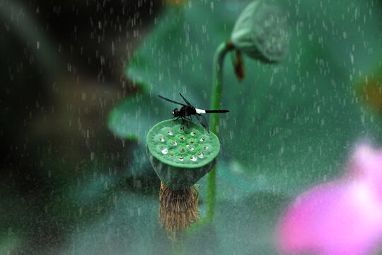 雨荷蜻蜓