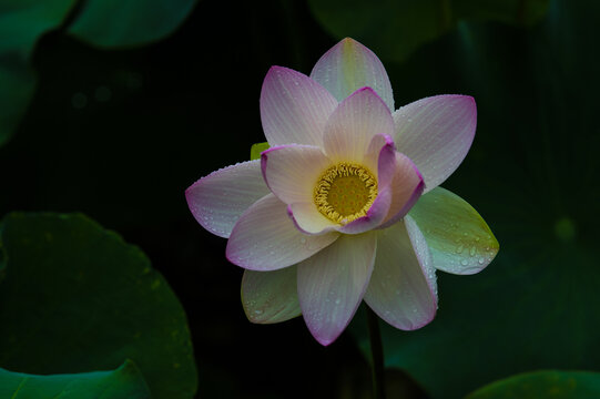 荷花莲花雨荷