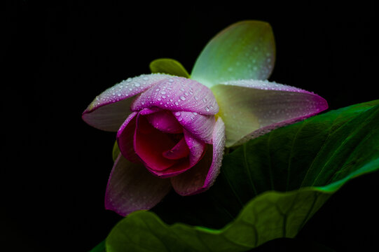 荷花莲花雨荷