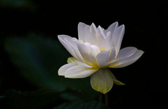 荷花莲花白莲花