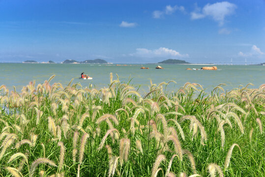 野狸岛芦苇