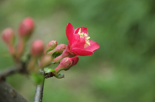 红色海棠花开