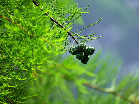 植物果实