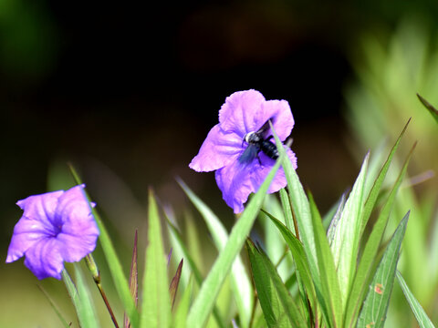 蓝花草