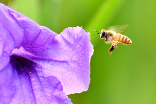 蜜蜂觅食