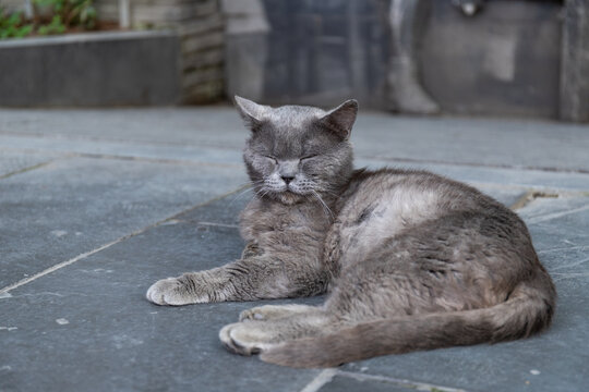 打盹睡觉的英短猫咪