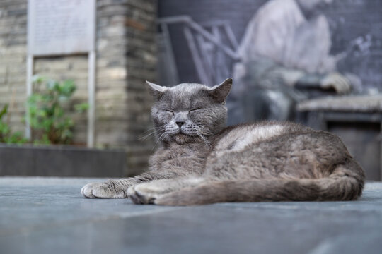 打盹睡觉的英短猫咪