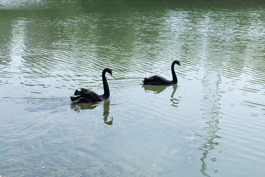 青白江凤凰湖湿地公园黑天鹅