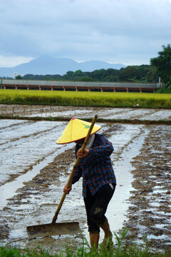 稻田劳作的农民