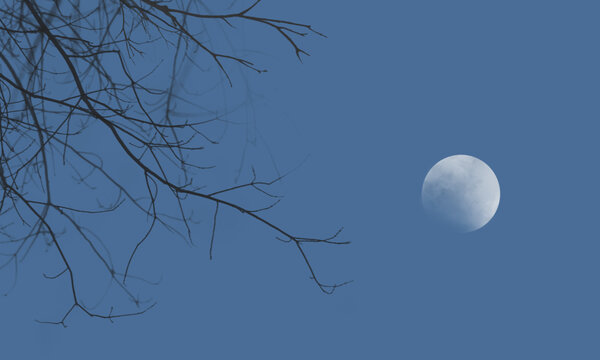 夜晚的树与月