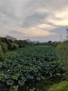 荷花池