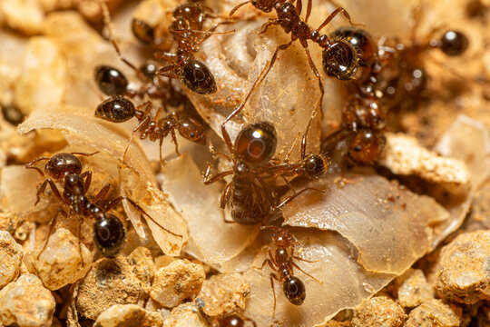 蚂蚁的微观世界