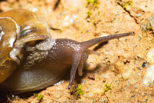 地上爬行的蜗牛