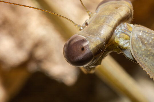 螳螂的复眼微距