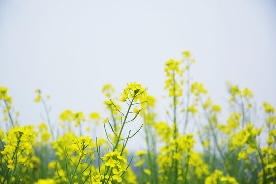 仰拍油菜花田