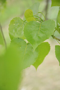 杨树叶