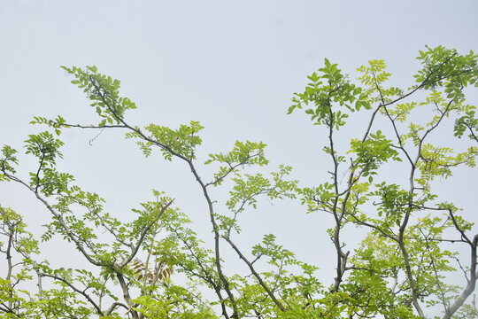 仰拍花椒树