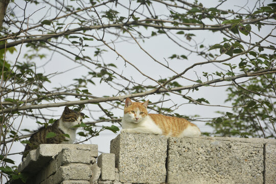 墙头两只猫