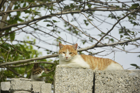 农家爬墙的猫