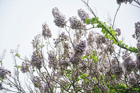 清新梧桐花