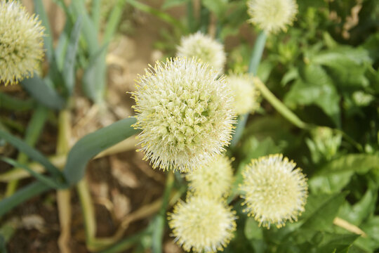 大葱开花