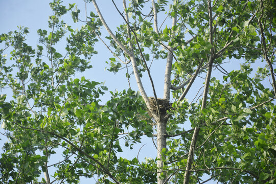 杨树上的鸟巢