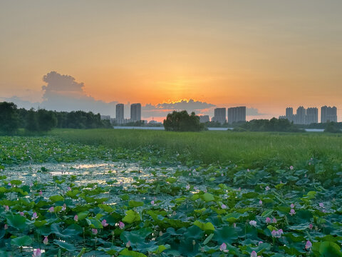 夕阳荷塘荷花