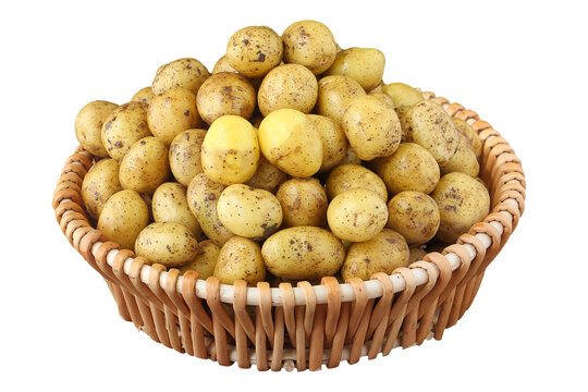 黄皮小土豆